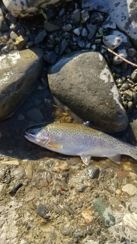 ニジマスの釣果