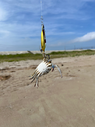 ワタリガニの釣果