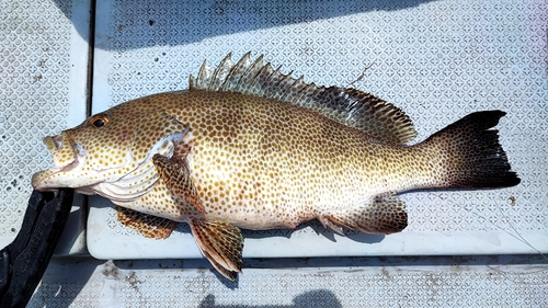 オオモンハタの釣果