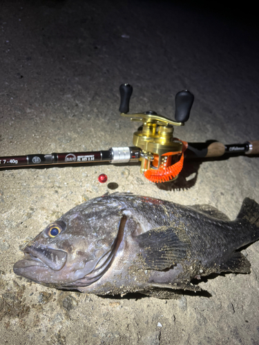 クロソイの釣果