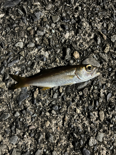 クロムツの釣果