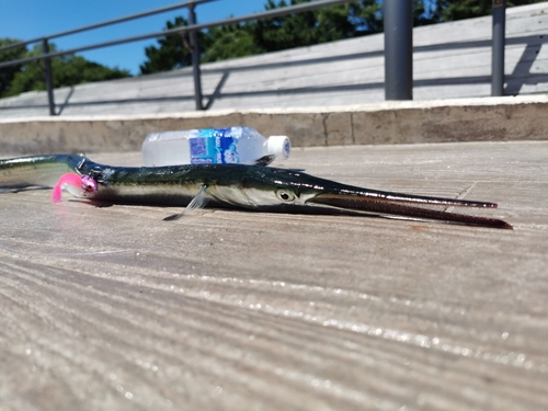 ダツの釣果