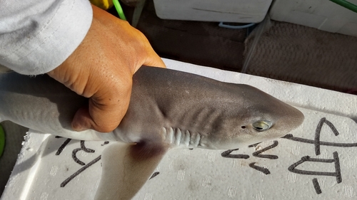 マハタの釣果