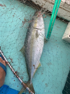 メジロの釣果