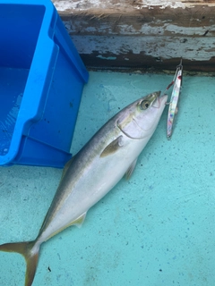 ハマチの釣果