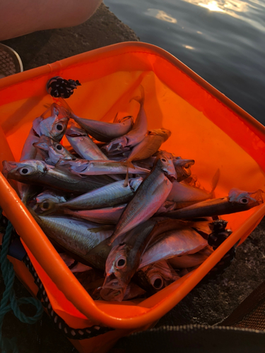 アジの釣果