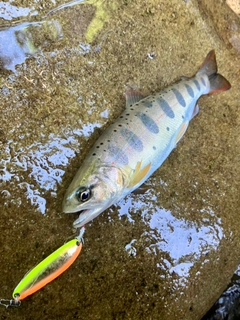 アマゴの釣果