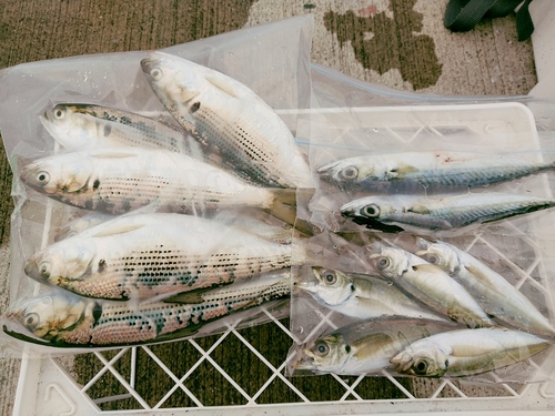 アジの釣果