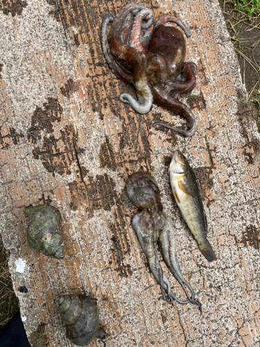 タコの釣果