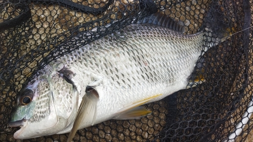 キビレの釣果