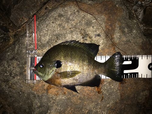 ブルーギルの釣果