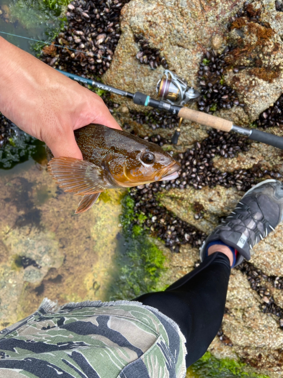 Ar さんの 2022年07月30日のアイナメの釣り・釣果情報(岩手県 - 船越湾（岩手）) - アングラーズ | 釣果400万件の魚釣り情報サイト