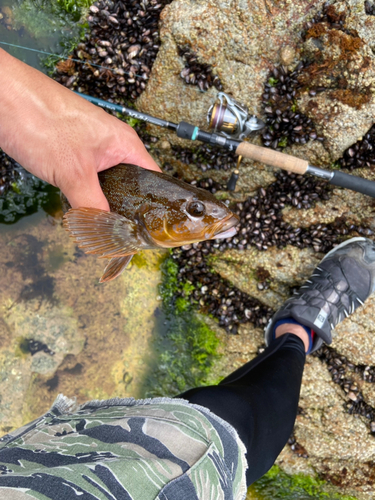 アイナメの釣果