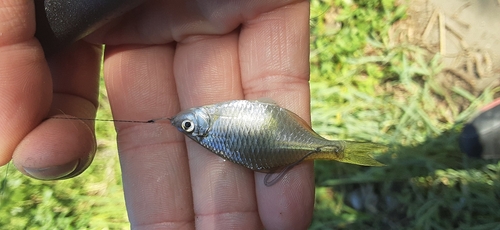 タイリクバラタナゴの釣果