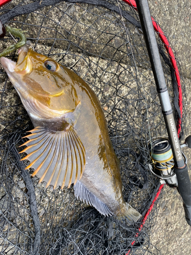 アイナメの釣果