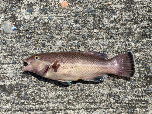 コブダイの釣果