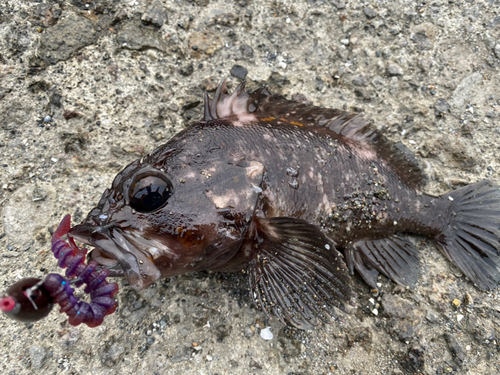 アイナメの釣果