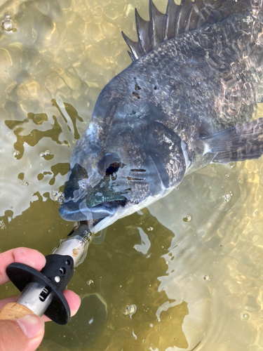 チヌの釣果