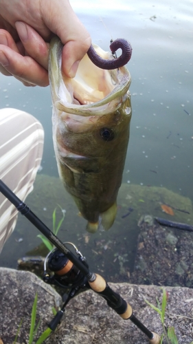 ブラックバスの釣果