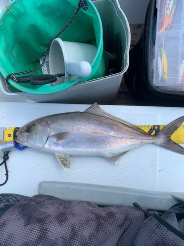 ショゴの釣果