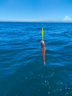 エソの釣果