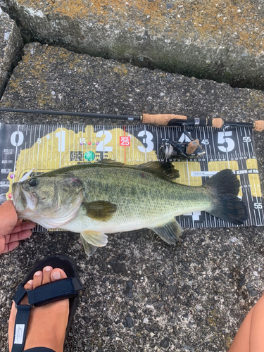 ブラックバスの釣果