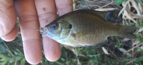 ブルーギルの釣果