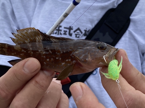 アコウの釣果