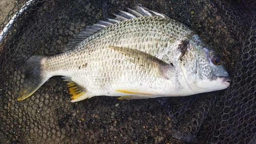 キビレの釣果