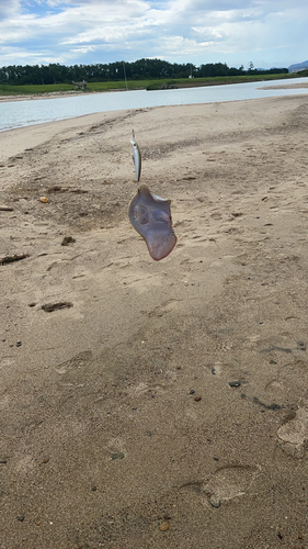 アカエイの釣果