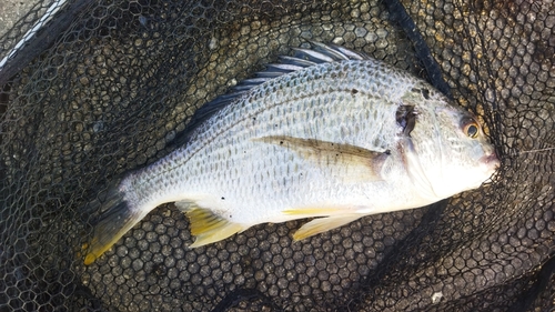 キビレの釣果