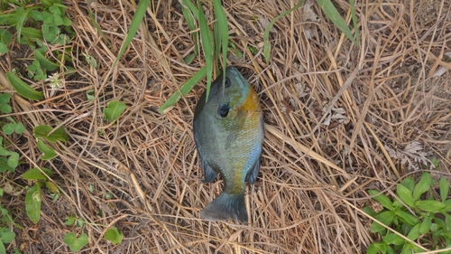 釣果