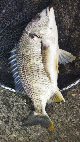 キビレの釣果