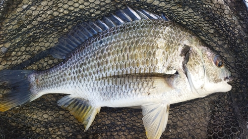 キビレの釣果