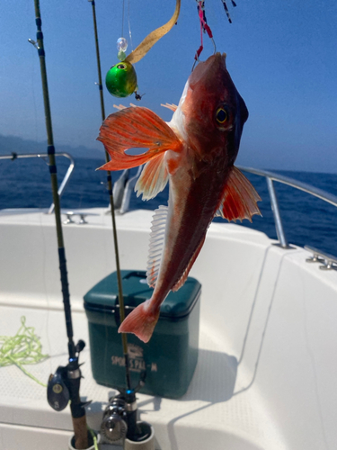 カナガシラの釣果