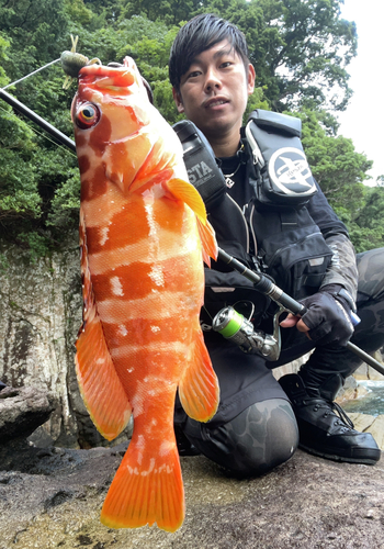 アカハタの釣果