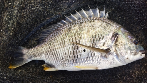 キビレの釣果