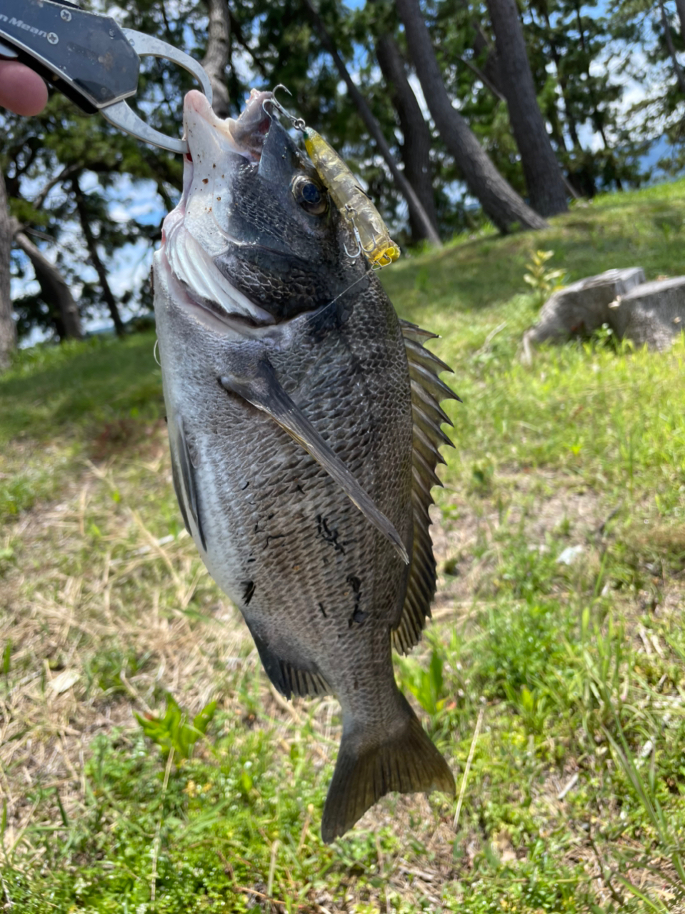 クロダイ