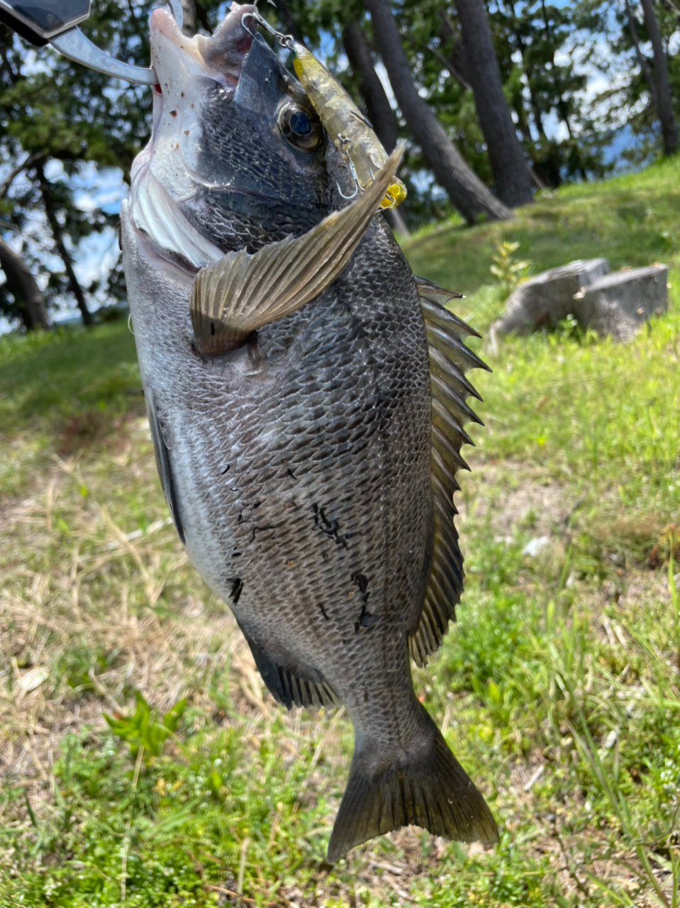 クロダイ