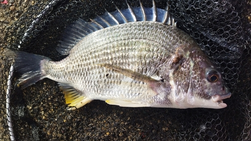 キビレの釣果