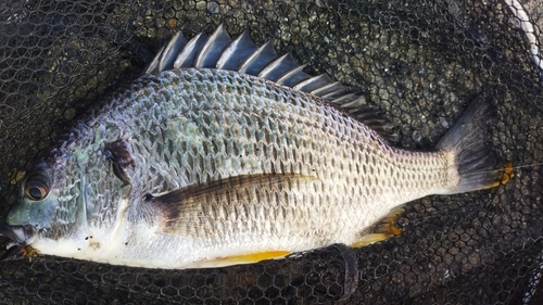 キビレの釣果