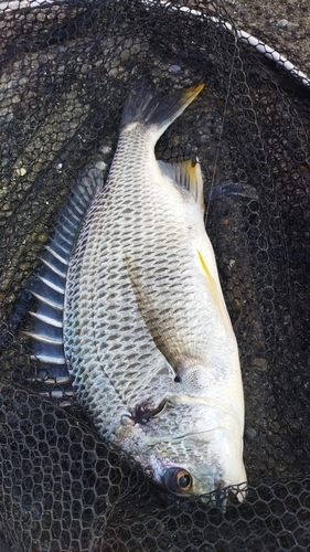 キビレの釣果