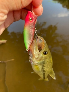 ラージマウスバスの釣果