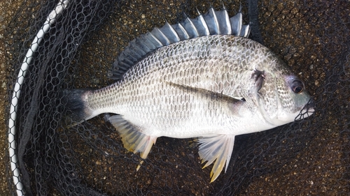 キビレの釣果