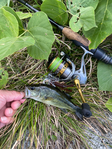 ブラックバスの釣果