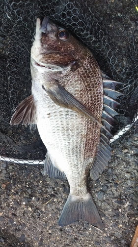 チヌの釣果