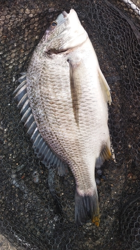 キビレの釣果