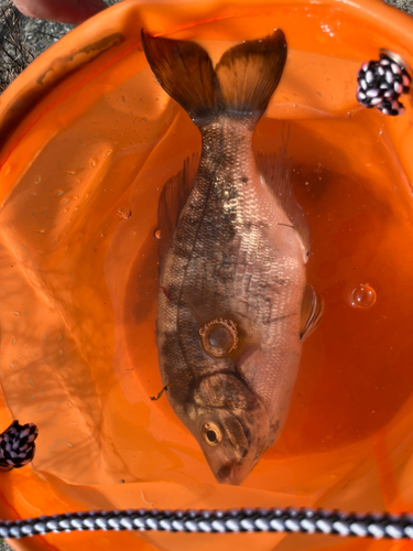 タナゴの釣果