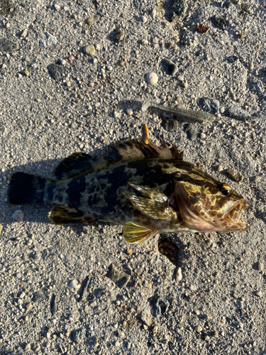 タケノコメバルの釣果