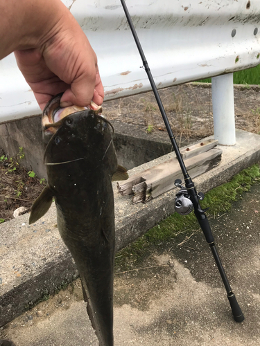 ナマズの釣果